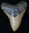 Megalodon Tooth - North Carolina #16314-1